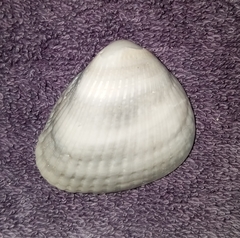 Noetia ponderosa