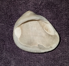 Noetia ponderosa