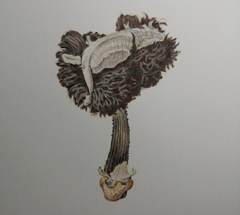 Gyrophragmium inquinans