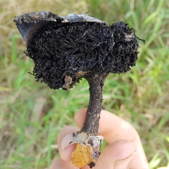 Gyrophragmium inquinans