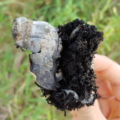 Gyrophragmium inquinans