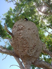 Gyrophragmium inquinans