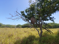 Gyrophragmium inquinans