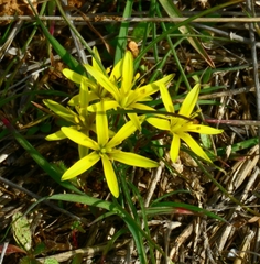 Gagea commutata