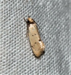 Mimobrachyoma meselectra