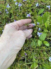 Lindernia grandiflora