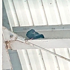 Columba livia domestica