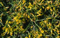 Anthyllis hermanniae