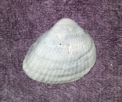 Noetia ponderosa