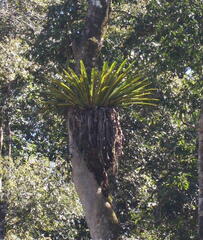Thamnopteris