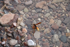 Polistes comanchus comanchus