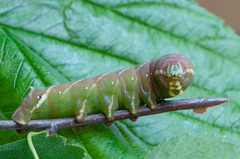 Endromis versicolora