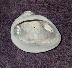 Noetia ponderosa