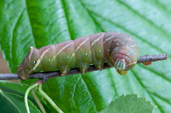 Endromis versicolora