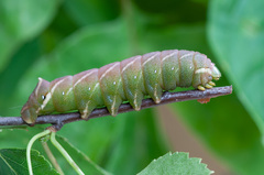 Endromis versicolora