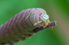 Endromis versicolora