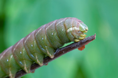 Endromis versicolora