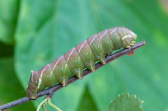 Endromis versicolora