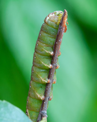 Endromis versicolora