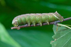 Endromis versicolora