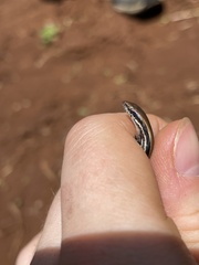 Panaspis wahlbergii