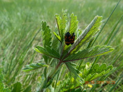 Cercopis intermedia