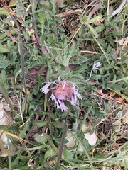 Centaurea pullata