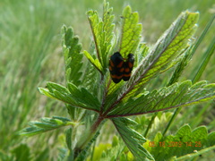 Cercopis intermedia