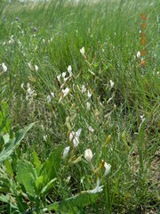 Astragalus ucrainicus