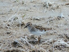 Calidris minutilla