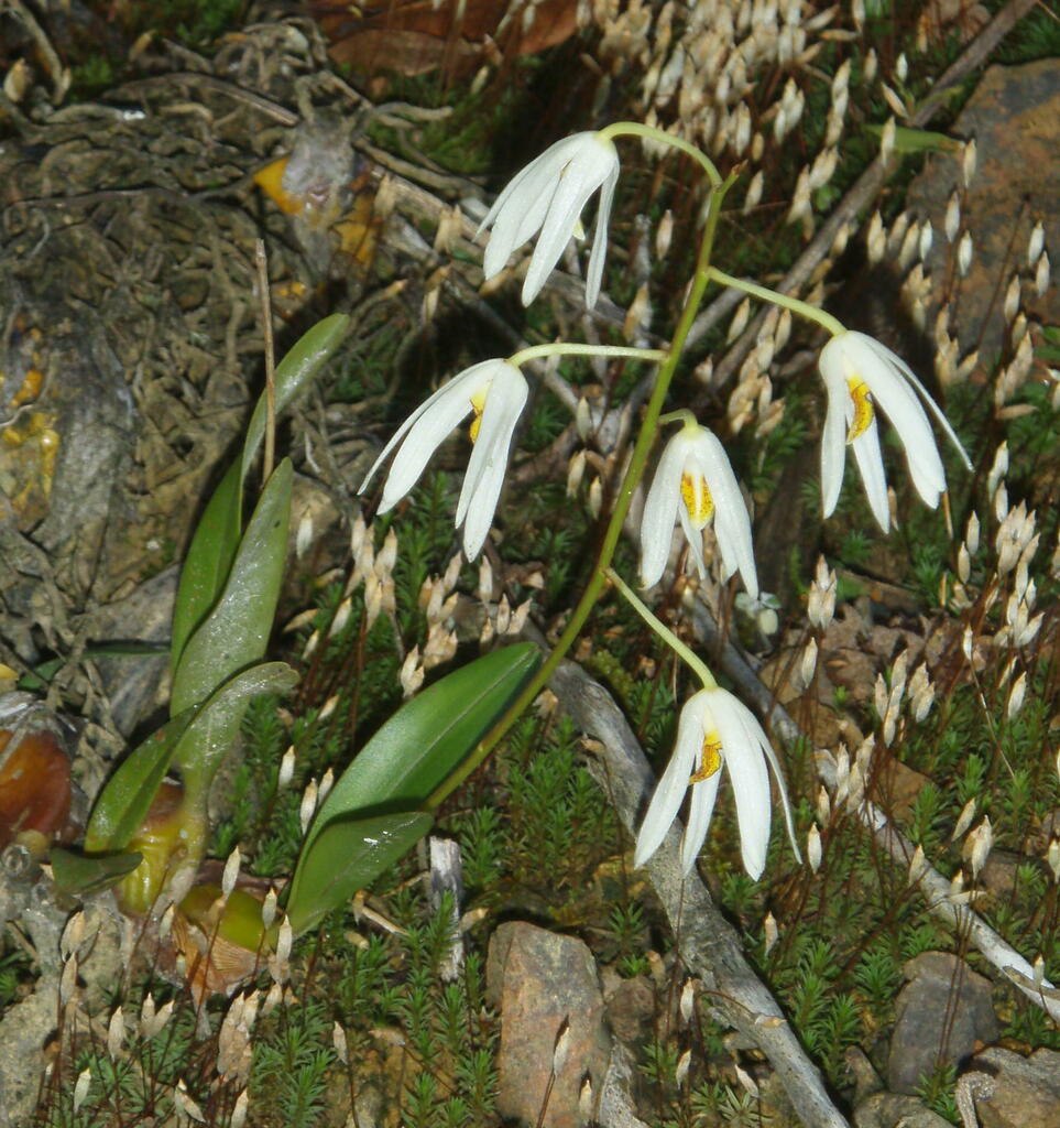 Dendrobium cacuminis Gagnep.