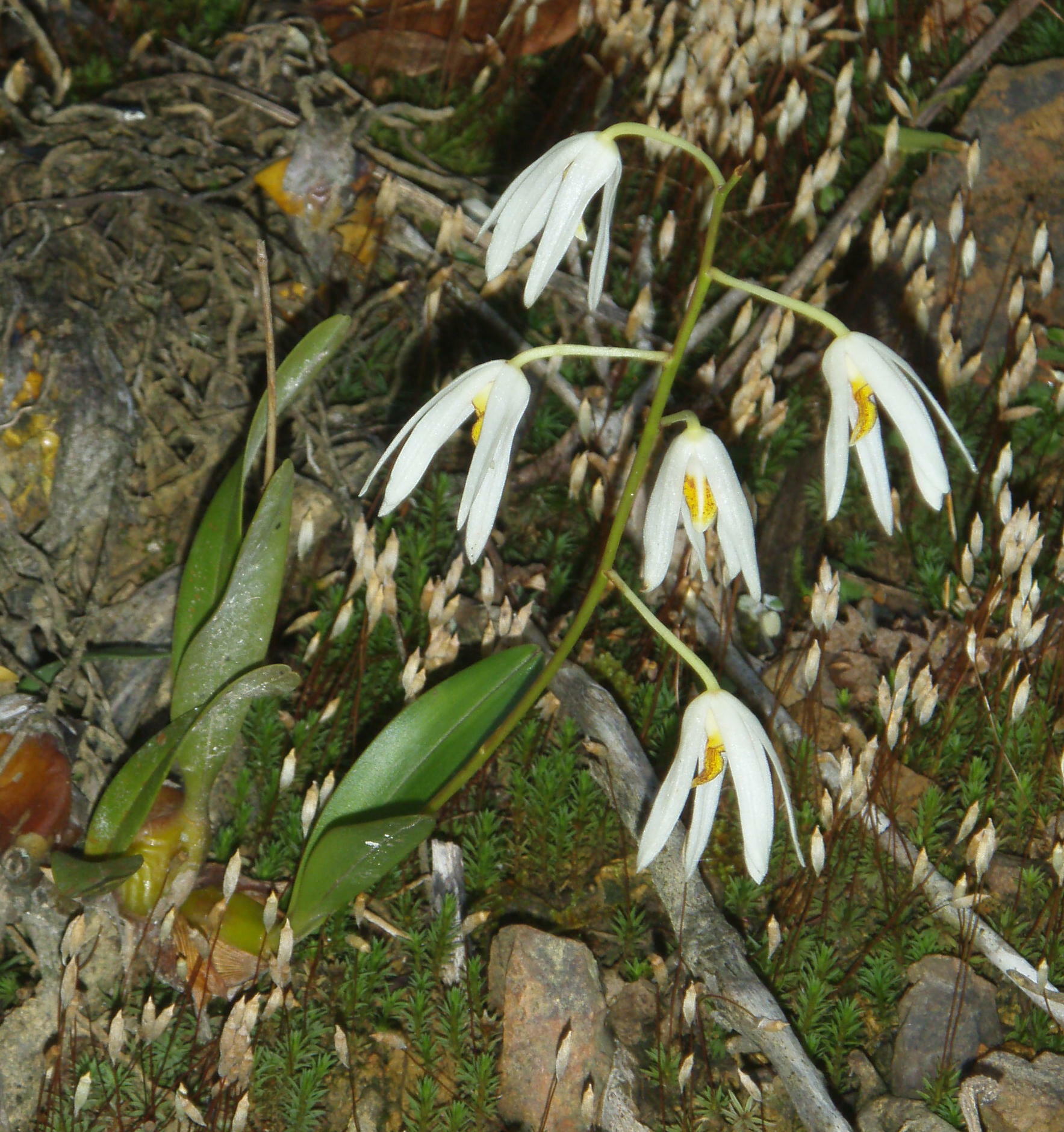 Dendrobium cacuminis — ảnh 2