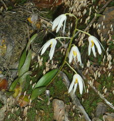 Dendrobium cacuminis