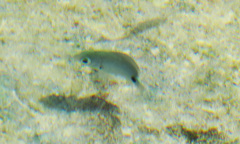 Abudefduf sparoides