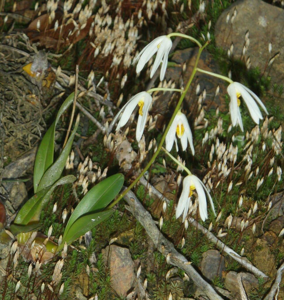 Dendrobium cacuminis Gagnep. 2
