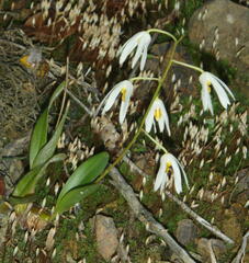 Dendrobium cacuminis