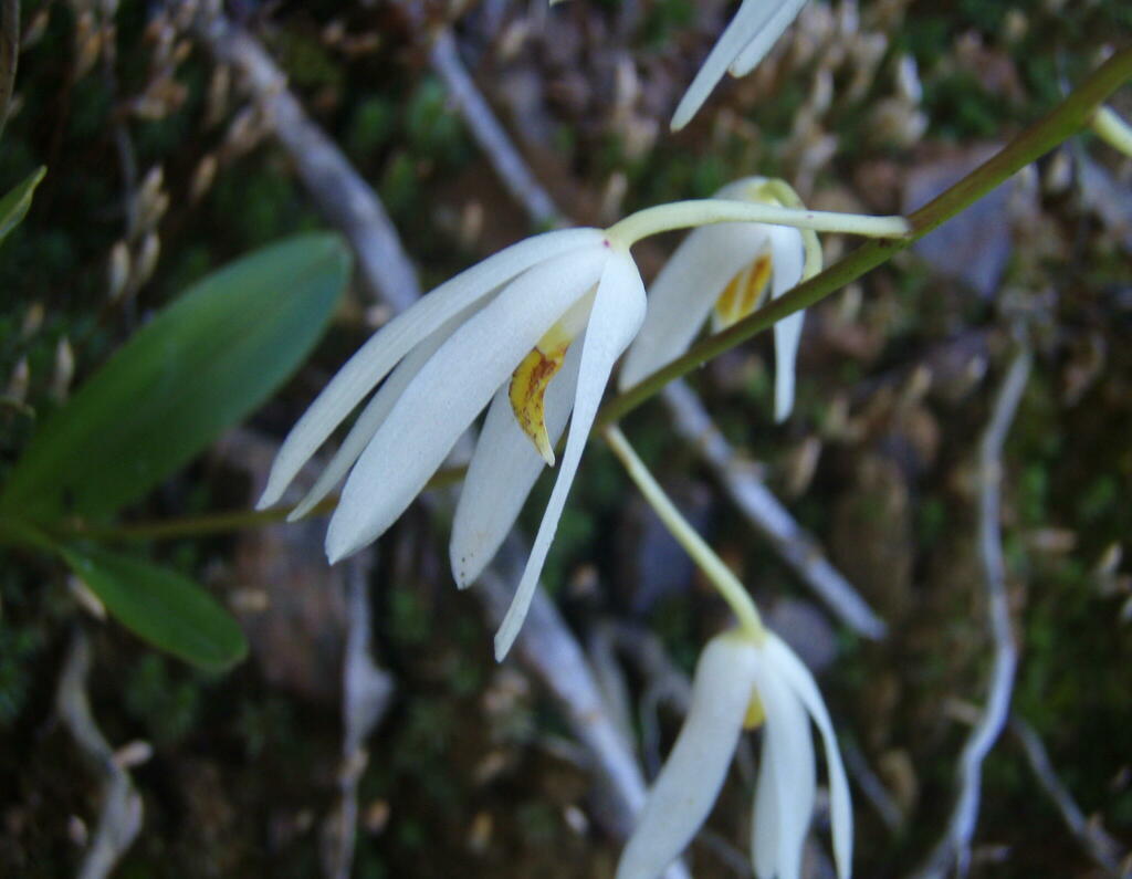Dendrobium cacuminis Gagnep. 3