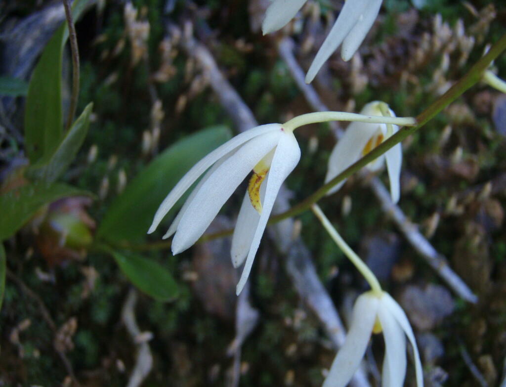 Dendrobium cacuminis Gagnep. 4