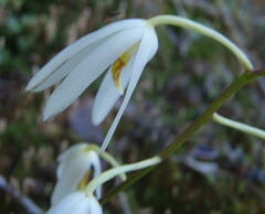 Dendrobium cacuminis