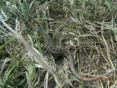 Lacerta agilis exigua