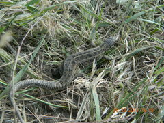 Lacerta agilis exigua
