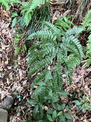 Arachniodes rhomboidea