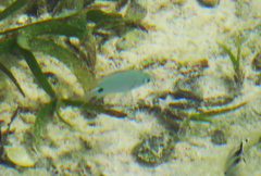 Abudefduf sparoides
