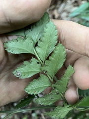 Arachniodes rhomboidea