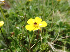 Ranunculus graniticola