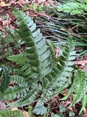 Arachniodes rhomboidea