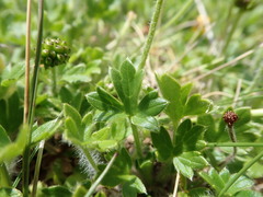 Ranunculus graniticola