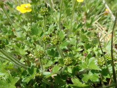 Ranunculus graniticola