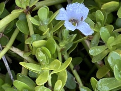 Bacopa