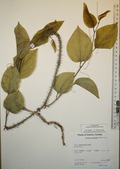 Smilax tamnoides
